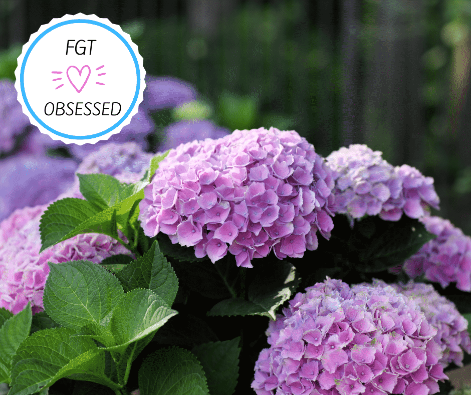 FAST GROWING TREES PROMO CODES 2025