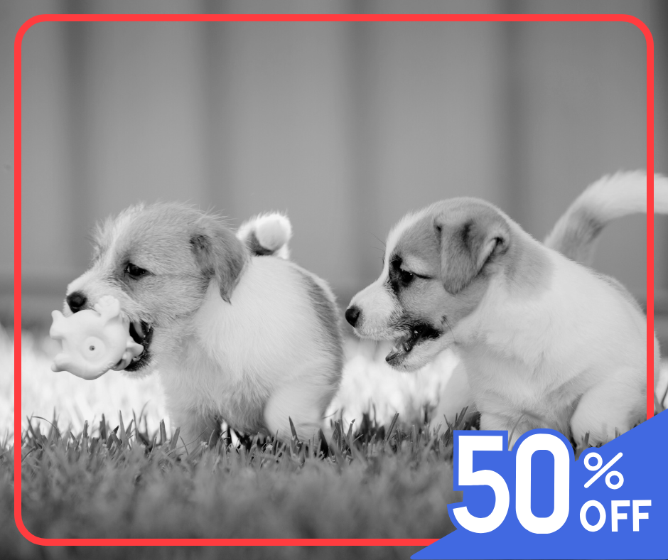 Dog Toy Sale This Black Friday 2025