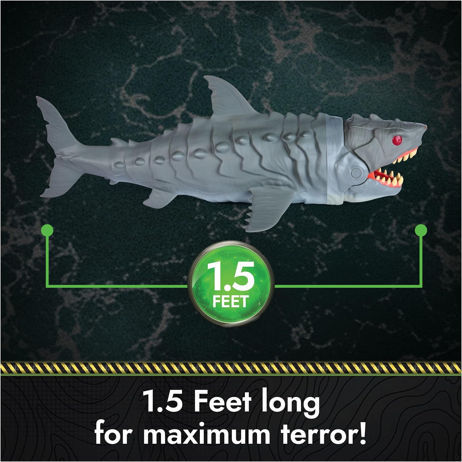 The hatched Megalodon shown full length against a size scale