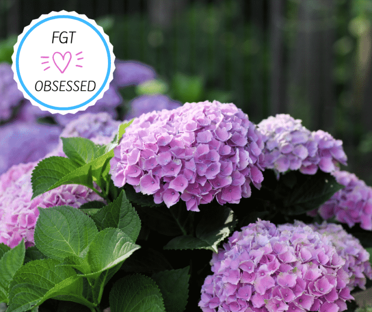 Fast Growing Trees Promo Code 10 Off February 2025