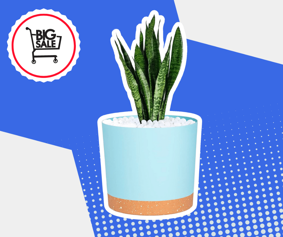 Planters Sale Near Me
