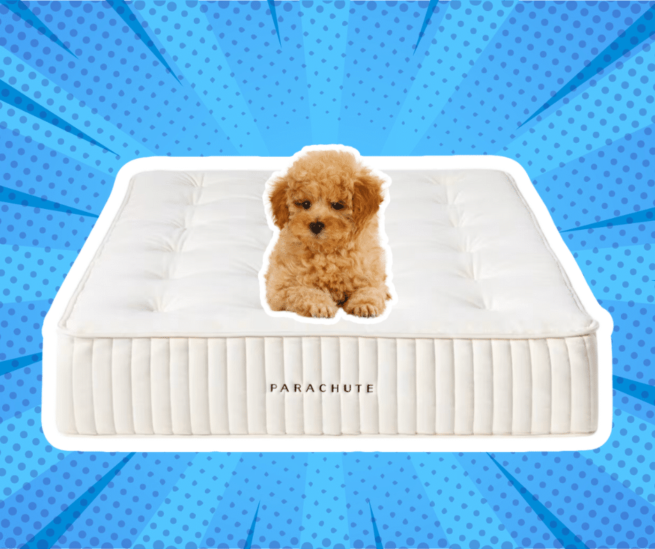 Parachute Mattress Sale This Presidents Day 2024 20 Off Today
