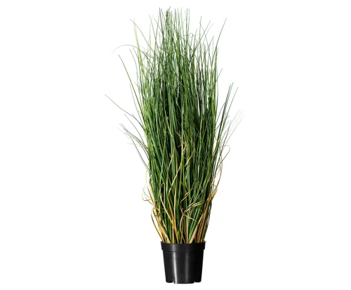 GREN CURLED GRASS
